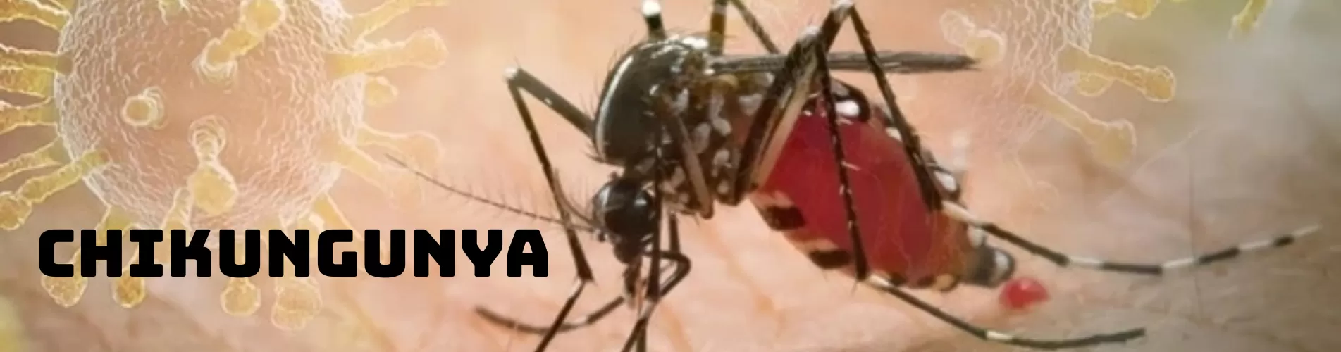 BỘ Y TẾ KHUYẾN CÁO CÁC BIỆN PHÁP PHÒNG, CHỐNG DỊCH BỆNH CHIKUNGUNYA